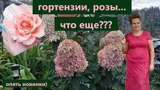 Новинки для сада! Красавицы розы и гортензии. Посадка гортензии.