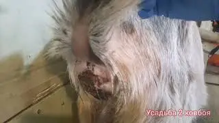Ковбою 4 года.Лечим козу .Варю сыр.