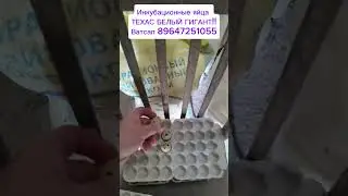 Инкубационные яйца , Техасский утяжеленный и белый гигант одно и тоже))) #перепелка