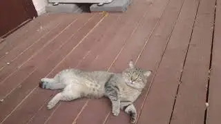 Большеголовый пышнощекий манул 😸😺😻