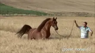 Fadi AL Shaqab