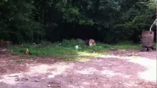 H&R 12 guage shot gun