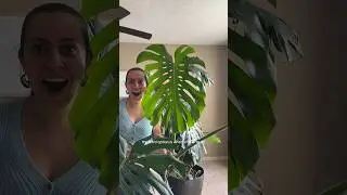 I airlayered my monstera! Here’s the update 