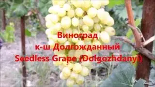 Виноград кишмиш Долгожданный, Seedless Grape Dolgozhdanyi