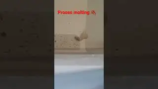 Lobster air tawar. proses molting