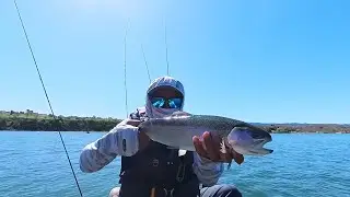 Nice Drag-Testing Fight with a Lassen Trout on BFS Gear at Shadow Cliffs Reservoir