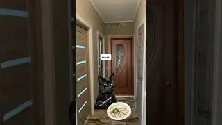 Было?💥 #мем #мемныекоты #котики #смешныевидео#животные#рекомендации#глобальныерекомендации#врек#рнеи