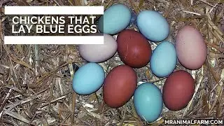 Chickens That Lay Blue Eggs