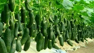 THE OLD FARMER TOLD THE SECRETS OF A HIGH HARVEST OF CUCUMBERS! 10 RECIPES