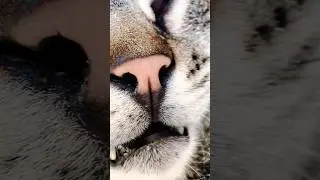 Макро видео 