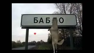 Волк ИХВИЛИНТ флексит в разных городах 3 часть #мемные коты