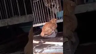 ТИГР напугал КОТЕНКА🙀 