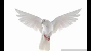 Italian la pace beat #instrumental #beat #dove
