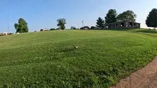 That Ring-necked Pheasant is FAST! Racing pheasants?