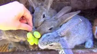 Маленькие кролик кушают виноград, а морская свинка кумарит