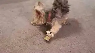 Teddi's New Shoes