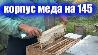 Этот улей меня удивил корпусом меда👍 рогатый на 145 рамку