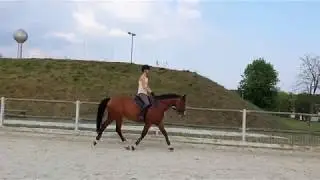Eliot - flatwork with small jumps, 30.07.2019