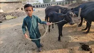 Buffalo calf care | Just born buffalo baby | Chacha Bhatija
