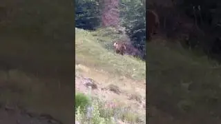 Arusha me të vegjëlit e saj në Korab