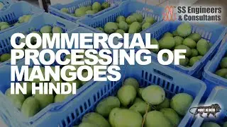 Mango Pulp and Pickle Making| #आम की_व्यावसायिक_प्रसंस्करण | Mango Post Harvesting Technology.