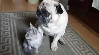 мопс и кошка притираются друг к другу