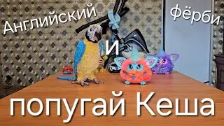 Английский фёрби и попугай Кеша