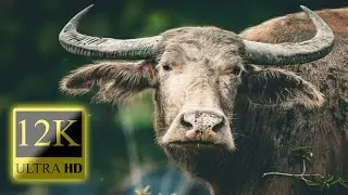 Wild African Animals 12K HDR 60fps Dolby Vision - Amazing Animal World