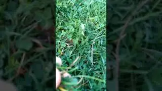 grass!