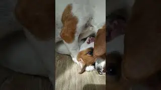 Щенок любимая игрушка