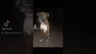 Немецкий боксёр/Босс/German boxer/Boss/