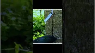 Natural way to extract rubber #shorts