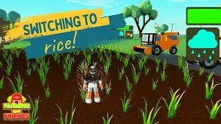 Switching to rice - farming and friends