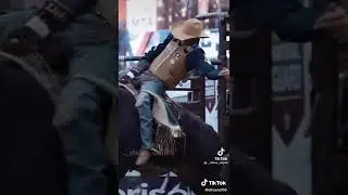 cavalo