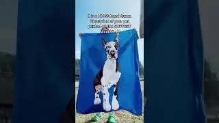 How to Turn Your Pet’s Photo into a Customized Blanket with Petsomized.com 📷