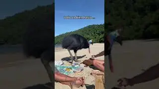 Turistas jugaron con el AVE MÁS PELIGROSA del MUNDO en una playa de Australia