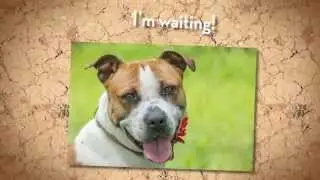 Adoptable Dog Willow