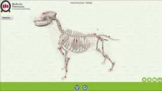 DevLog - K9 Anatomy App