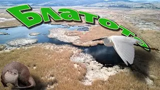 Блатото до Драгоман.Видри и бели чапли.4К видео с дрон.(Субтитри)