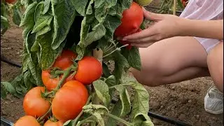 Гарантия высокого урожая🍅обзор супер-урожайного томата Донской | Усадьба-Семена
