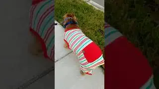 Kiimo in his xmas PJ's