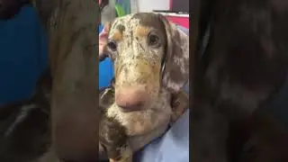 Clip1