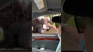 Страус и кормушка