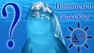 İnsandan Sonra En Akıllı Canlı '' YUNUSLAR ''