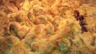 О перепелах и не только.