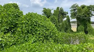 Kudzu in Cincinnati, Ohio. The vine that ate the South is set to now feast on the lower Midwest.