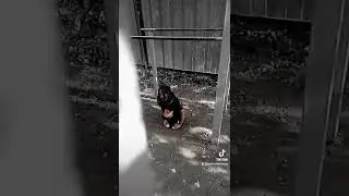 Домовой
