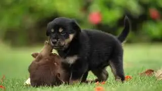 Cute videos of Animals for kids |latest|
