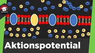 Action potential explained simply - classification, process and summary of action potential!