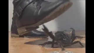 N117 Bug Crush Teaser - Combat Boots and Crabs